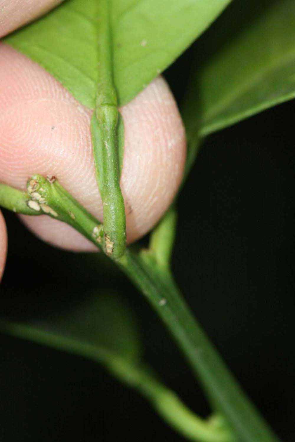              Petiole (Riverside, CA)       